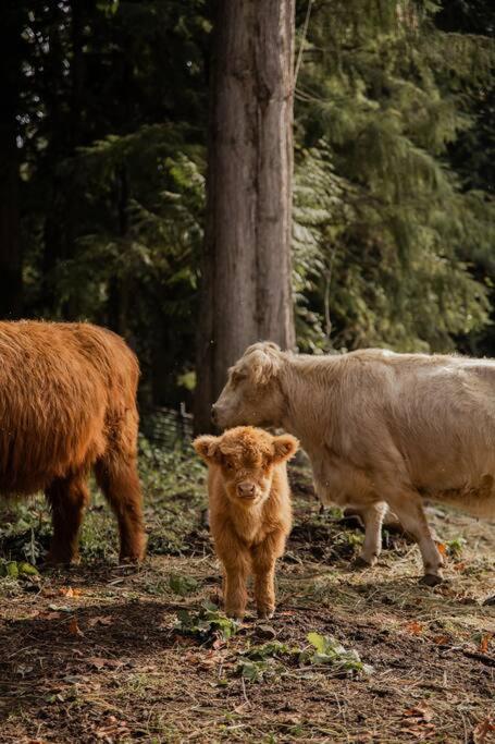 Highland Farms - Your Private Forest Farm Villa Brightwood Buitenkant foto