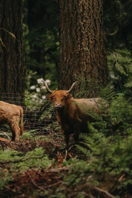 Highland Farms - Your Private Forest Farm Villa Brightwood Buitenkant foto